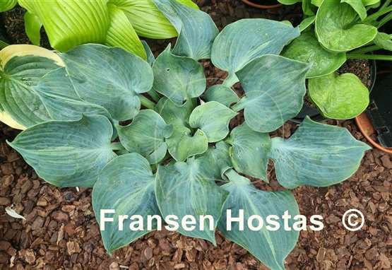 Hosta Pinani Splash